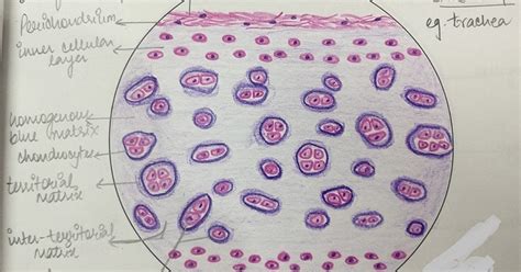 Illustrations: Hyaline Cartilage - General Histology