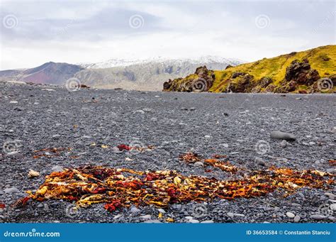 Icelandic Beach With Black Lava Rocks Snaefellsnes Peninsula Iceland