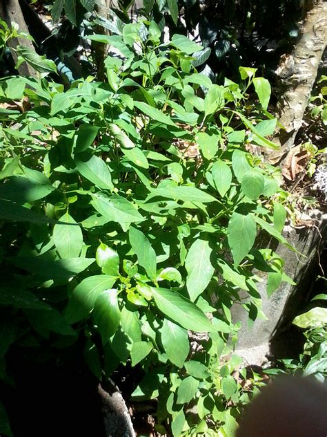 Antara herba herba terbaik untuk masalah kencing manis. ZS NUSANTARA HERBS: Antara Herba Berkhasiat di Taman Herba ...