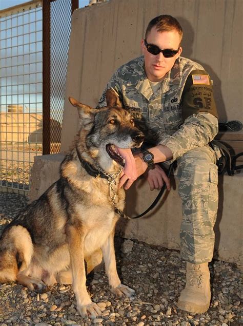 A Military Working Dog Handler And His Partner Wodan A Military