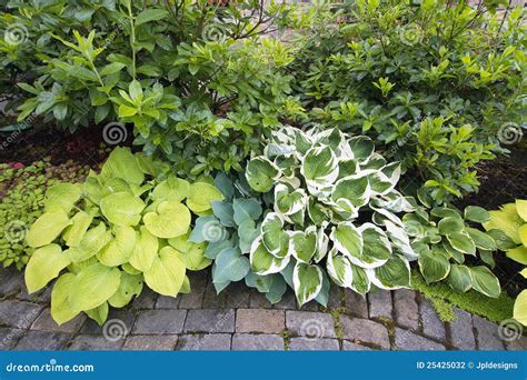 Variety Of Hostas And Shrubs Along Garden Path Stock Photo Image Of