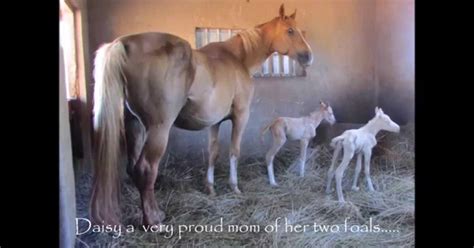 Pregnant Horse Gives Birth To Her Foal Now Wait Till You See What