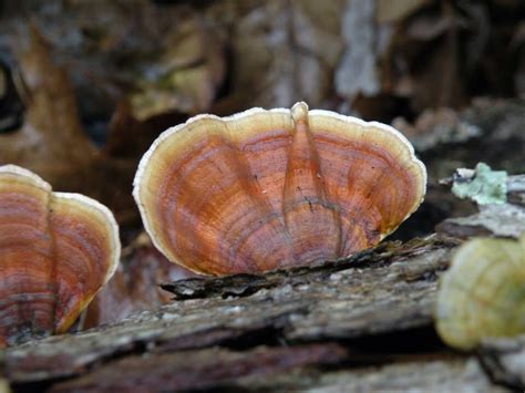 False Turkey Tail Fungi Found In The Woods At Pipestem Resort Wv 04