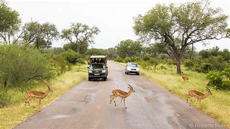 Claves Para Visitar El Parque Nacional Kruger La Mayor Reserva Natural De Sudáfrica