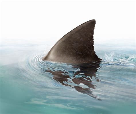 Shark Fin Swimming In Ocean Stock Images