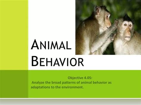 Ppt Animal Behavior Powerpoint Presentation Free Download Id2802662