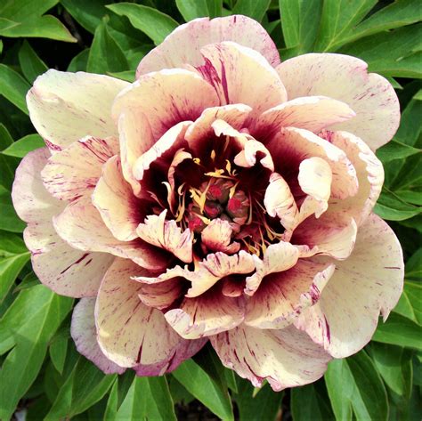 Peony All That Jazz Peony Plants For Sale Itoh Peonies Planting Peonies