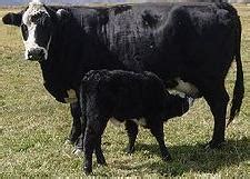 Discover how purebred cattle, crossbreeding, and mixed breed herds each have distinct advantages and using only purebred cattle that are all sourced from a single breed will create a very. Purebred vs Crossbreeding vs Mixed Breed Cattle - Which Is ...