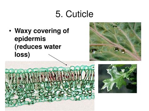 Ppt Chapter 8 Photosynthesis Powerpoint Presentation Free Download