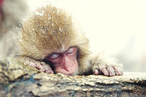 Brown Monkey Sleeping In Closeup Photography Hd Wallpaper Wallpaper Flare