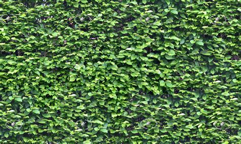Green Hedge Texture Seamless 20732