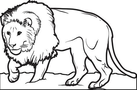 Lion is a powerfully built cat and a large mammal of the felidae family. Printable Male Lion Coloring Page for Kids - SupplyMe