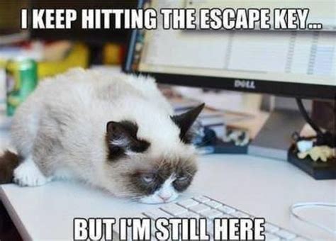 21 Grumpy Cat Memes You Can Relate To Every Monday Of Your