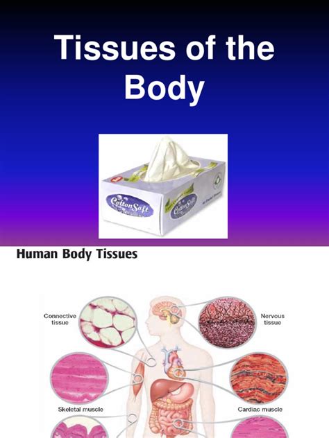 Body Tissues Tissue Biology Epithelium
