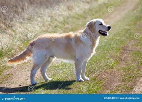 Walking Golden Retriever Dog Stock Photo Image Of Tongue Gold 53054050