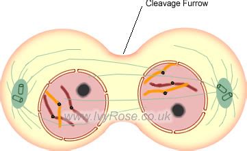 Telophase—the groups of daughter chromosomes are grouped within a developing nuclear envelope which makes them separate nuclei. Print Life Science Mitosis Diagrams flashcards | Easy ...