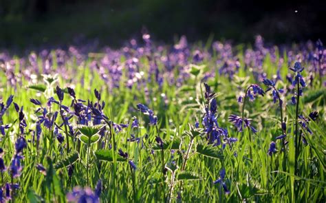 Free Images Nature Light Field Meadow Prairie Flower Purple
