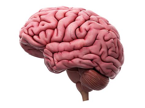 Human Brain Stock Photos Pictures And Royalty Free Images Istock