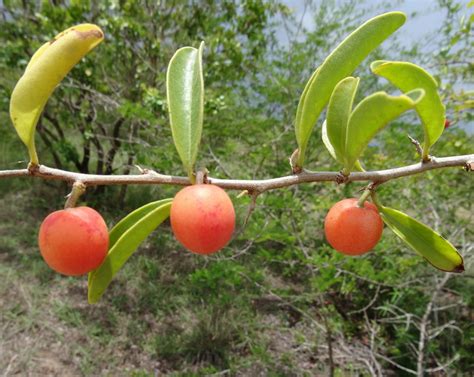 Ximenia Caffra 1 One Of The Most Commonly Eaten Wild Fruit Flickr