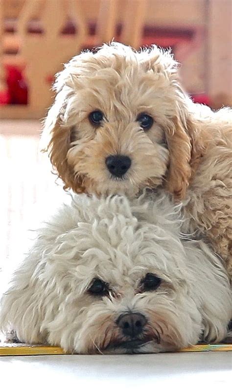 My cockapoo puppies are first generation and are wormed and vaccinated at 6 weeks. Photo gallery of Cockapoo puppies submitted by members of ...
