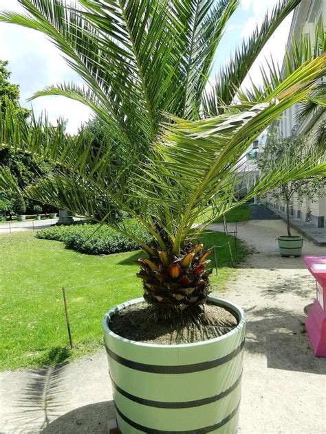 How To Landscape With Palm Trees In Houston Lawnstarter