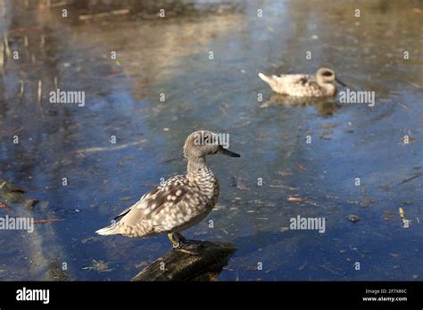 Marbled Teal In The Swamp In Zoo Stock Photo Alamy
