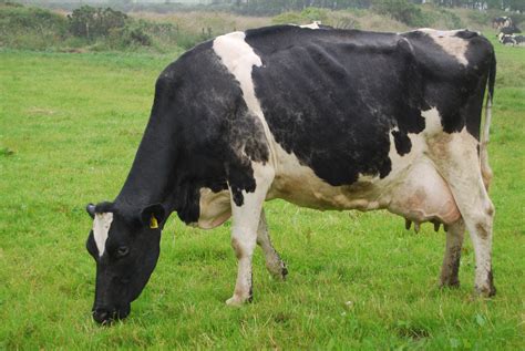 Breed Spotlight Holstein Cow Livestock Nerd