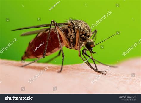 Dangerous Zika Infected Mosquito Skin Bite Stock Photo 2185026699