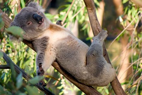 Los datos más curiosos sobre los koalas Weekend