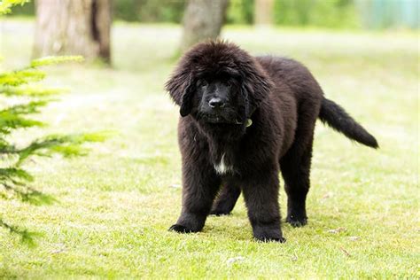 How To Train A Newfoundland Puppy Timeline And Schedule
