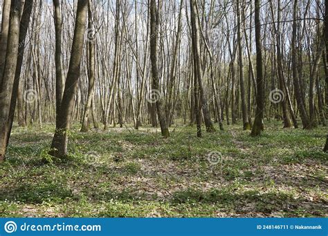 Deciduous Forest In Spring In Europe Stock Image Image Of Outdoor