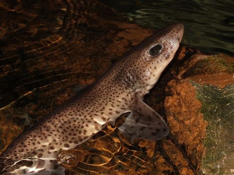 Small Spotted Catshark Scyliorhinus Canicula Size Approx Flickr