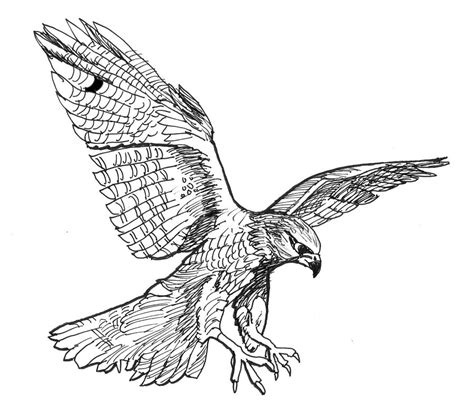 Falcon Drawing By David Burkart Pixels