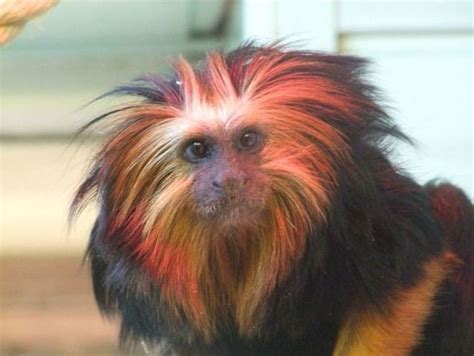 The Most Popular Monkey Haircuts For The Summer 15 Pics