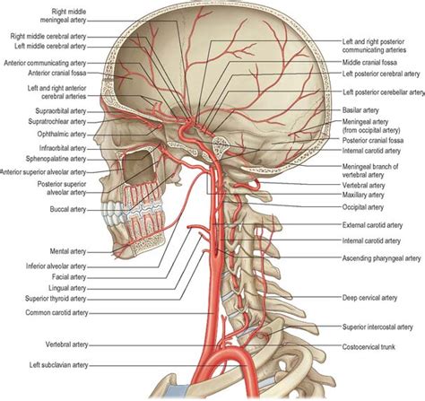 Head And Neck Overview And Surface Anatomy Basicmedical Key