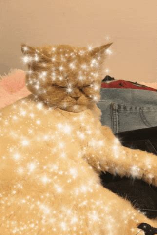 Cat Glitter GIF By Jess Find Share On GIPHY