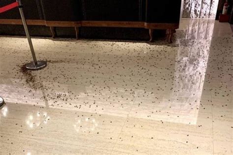 1000 Roaches Attack Restaurant In Taiwan Izzso News Travels Fast