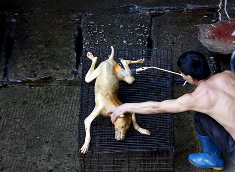 Detection and convictions are extremely rare. while dogs are stolen and transported from all over china. Yulin Dog Meat Festival Photos 2015: Images Of China's ...