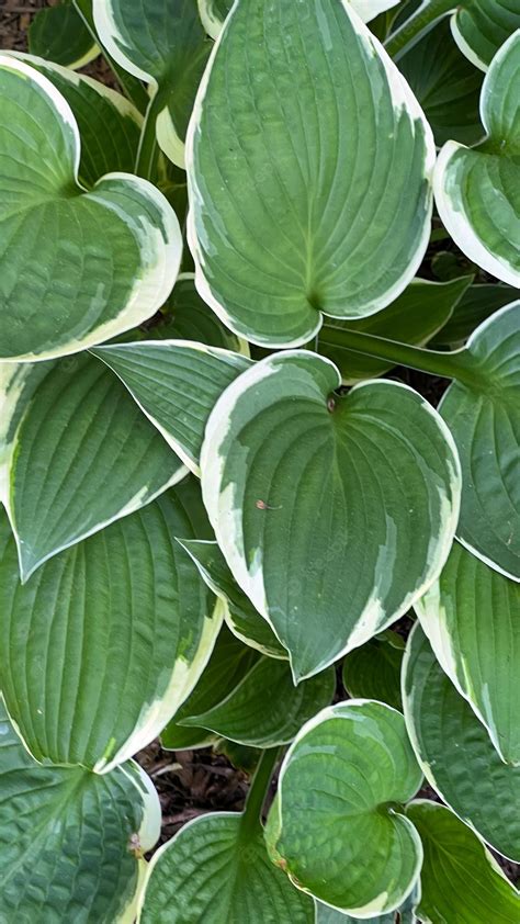 Premium Photo Hosta Victory Plant Hosta Leaves Green Hosta