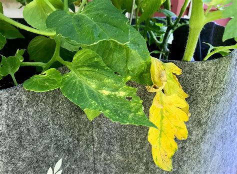 Yellow Leaves On Tomato Plants Heres Why And How To Fix It