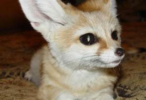 Fennec Fox For Adoption Larabague Exotic Animals For