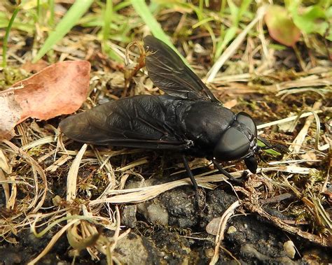 Maryland Biodiversity Project Black Horse Fly Tabanus Atratus
