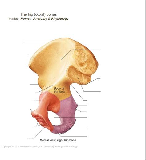 Medial Hip Bone Diagram Quizlet