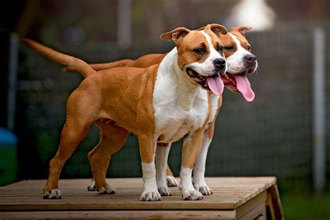 American Staffordshire Terrier Amstaff Dog Breed Information