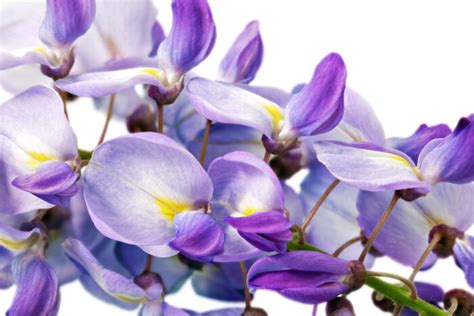 The biochemical profile of listeria includes: Wisteria Flower Meaning - Flower Meaning