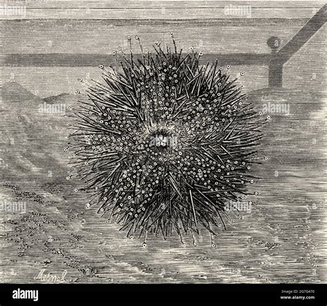 Sea Urchin In An Aquarium Old 19th Century Engraved Illustration From