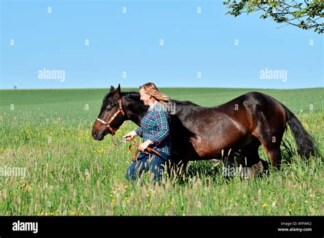 Woman With American Quarter Horse Stallion Stud Stallion Breeding