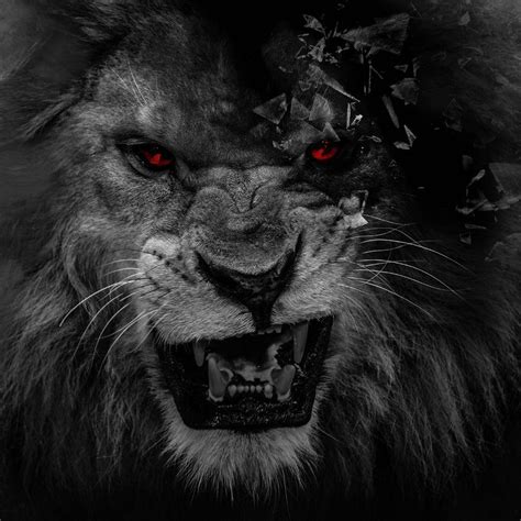 Scary Lions Wallpapers Wallpaper Cave