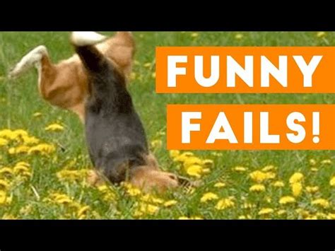 Funniest Pet Fails Compilation September 2018 Funny Pet Videos