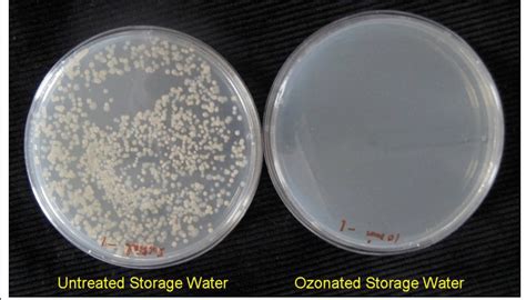 Bacterial Enummeration Plates Showing The Colony Formation From Control